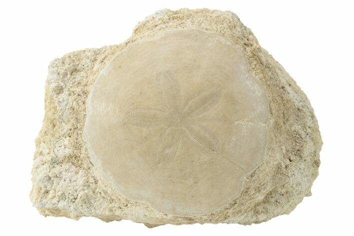 Fossil Sand Dollar (Scutella) - France #227713